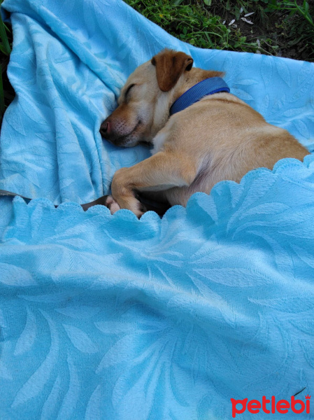 Jack Russell Terrier, Köpek  Minnak fotoğrafı