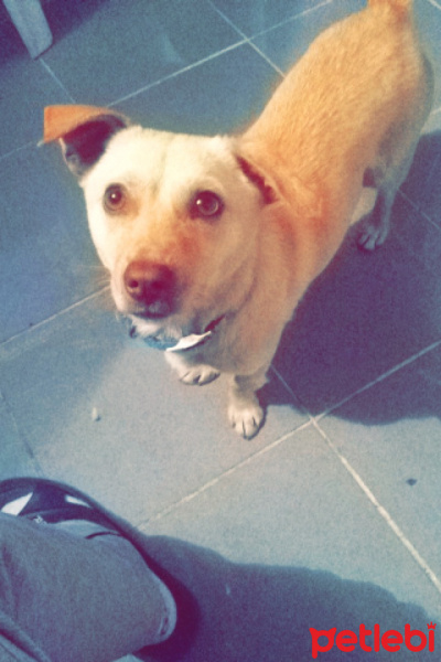 Jack Russell Terrier, Köpek  Minnak fotoğrafı