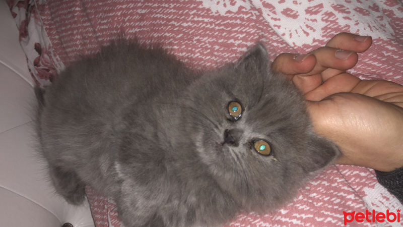 British Shorthair, Kedi  Faya fotoğrafı