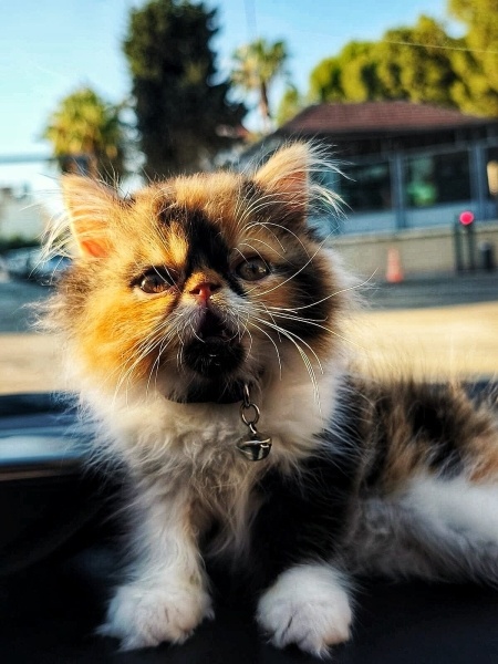 İran Kedisi (Persian), Kedi  Hera fotoğrafı