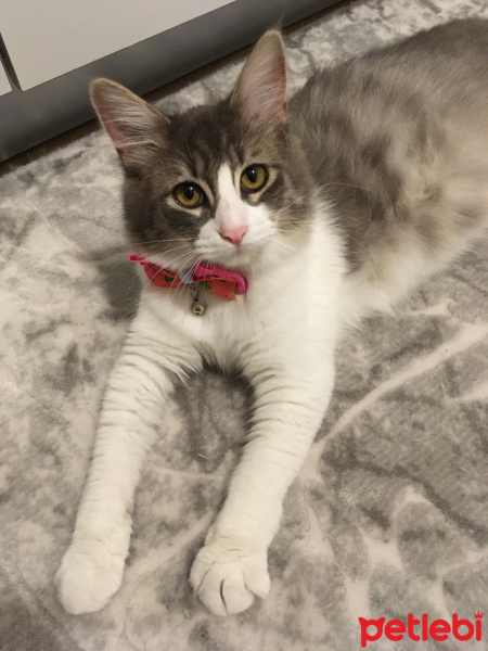 Tekir Kedi, Kedi  Eva fotoğrafı