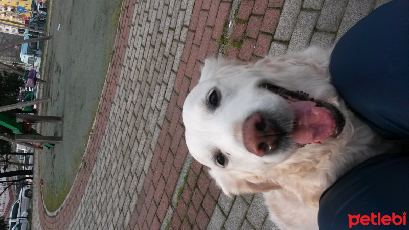 Golden Retriever, Köpek  SUŞİ fotoğrafı