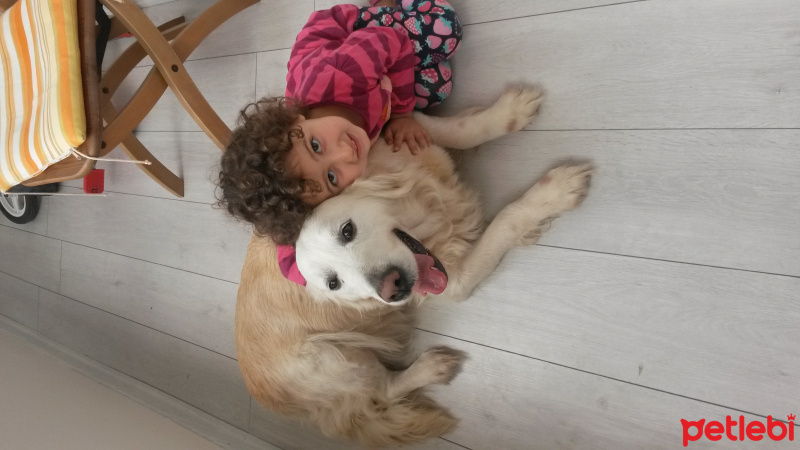 Golden Retriever, Köpek  SUŞİ fotoğrafı