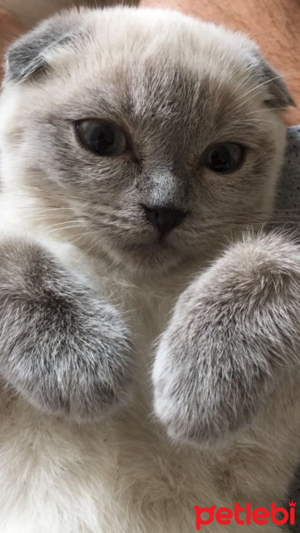 Scottish Fold, Kedi  Casper fotoğrafı