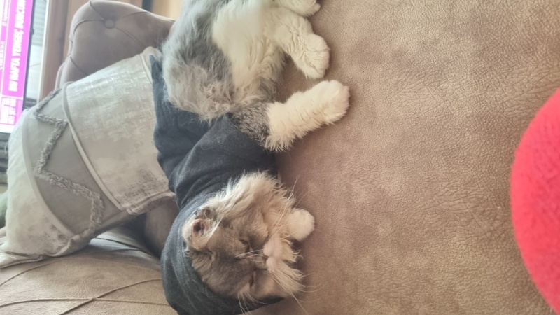 İran Kedisi (Persian), Kedi  Einstein fotoğrafı