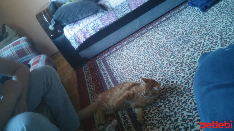 Tekir Kedi, Kedi  Benni fotoğrafı