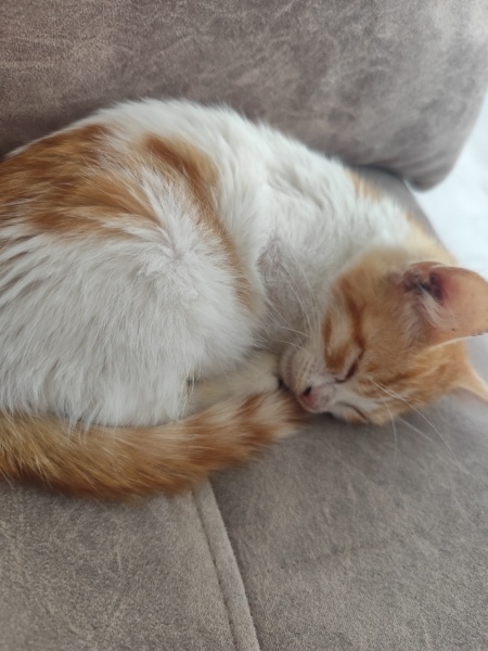 Sarman, Kedi  Yok fotoğrafı