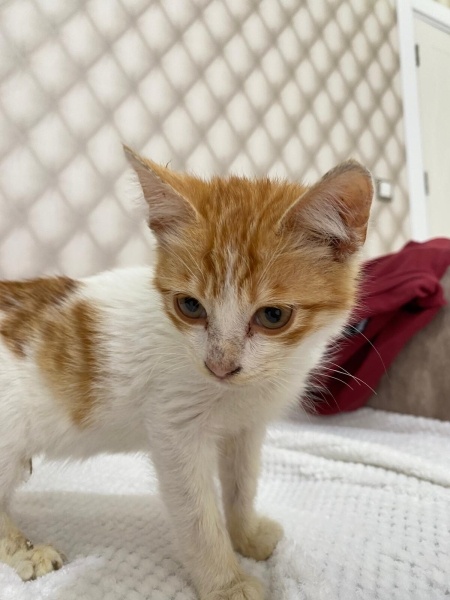 Sarman, Kedi  Yok fotoğrafı