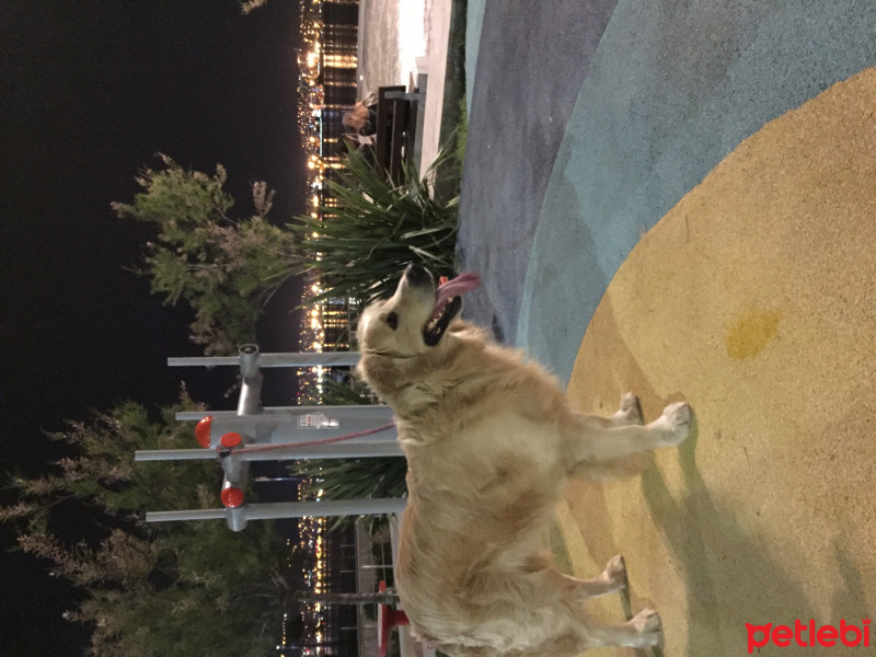 Golden Retriever, Köpek  Bobi fotoğrafı