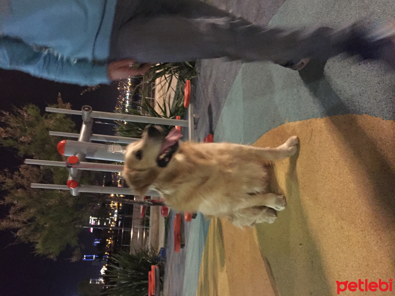 Golden Retriever, Köpek  Bobi fotoğrafı