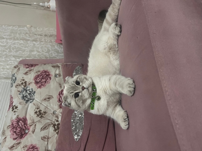 Scottish Fold, Kedi  Luna fotoğrafı