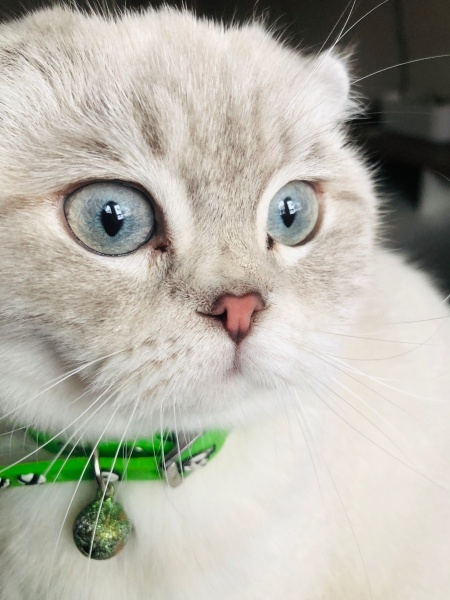 Scottish Fold, Kedi  Luna fotoğrafı