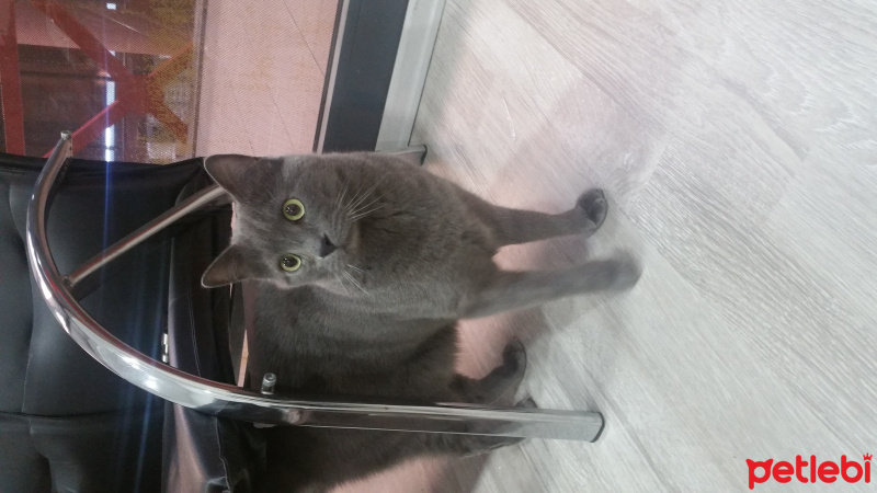 Chinchilla, Kedi  morris fotoğrafı