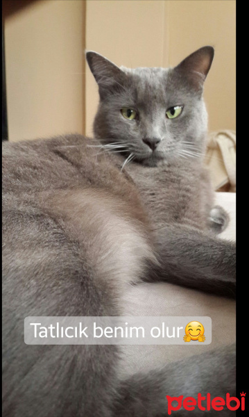 Chinchilla, Kedi  morris fotoğrafı