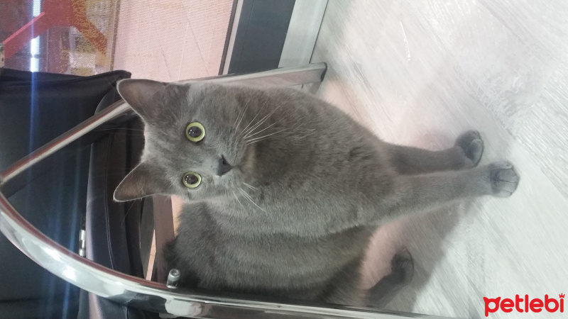 Chinchilla, Kedi  morris fotoğrafı