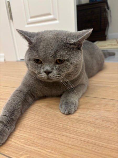 British Shorthair, Kedi  Memoş fotoğrafı