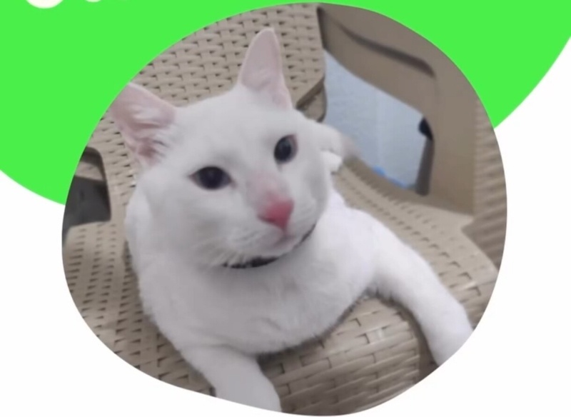 Ankara Kedisi, Kedi  Atlas fotoğrafı