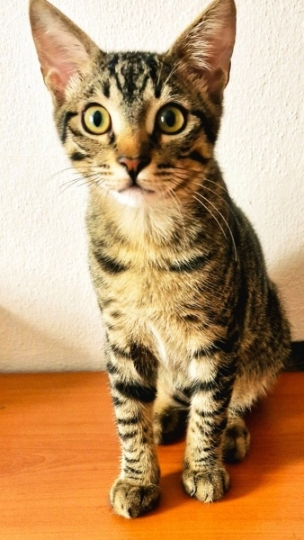 Tekir Kedi, Kedi  Kofi fotoğrafı