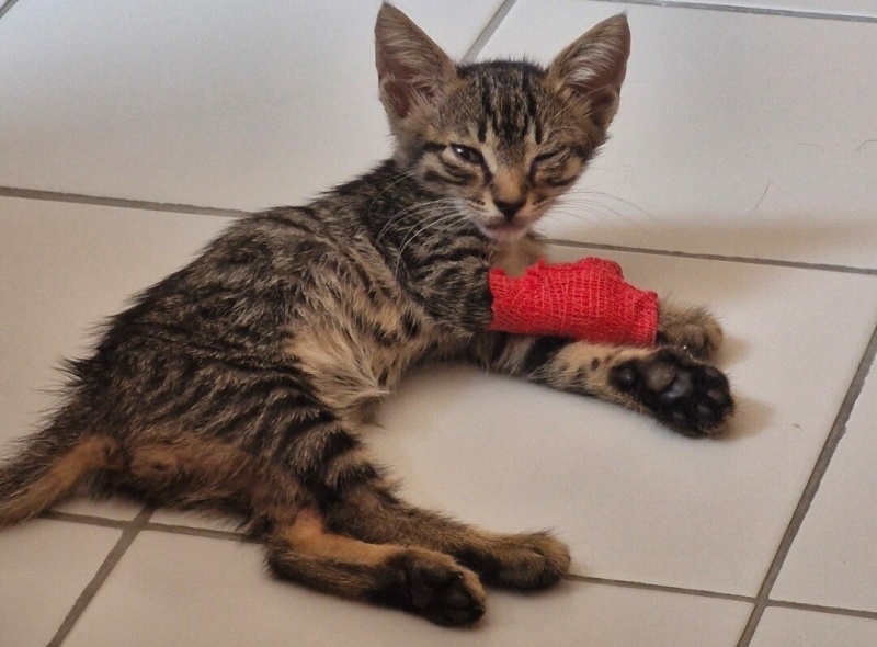 Tekir Kedi, Kedi  Kofi fotoğrafı