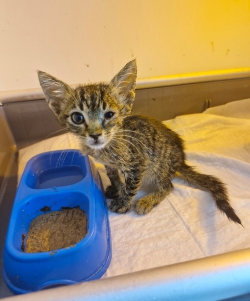 Tekir Kedi, Kedi  Kofi fotoğrafı