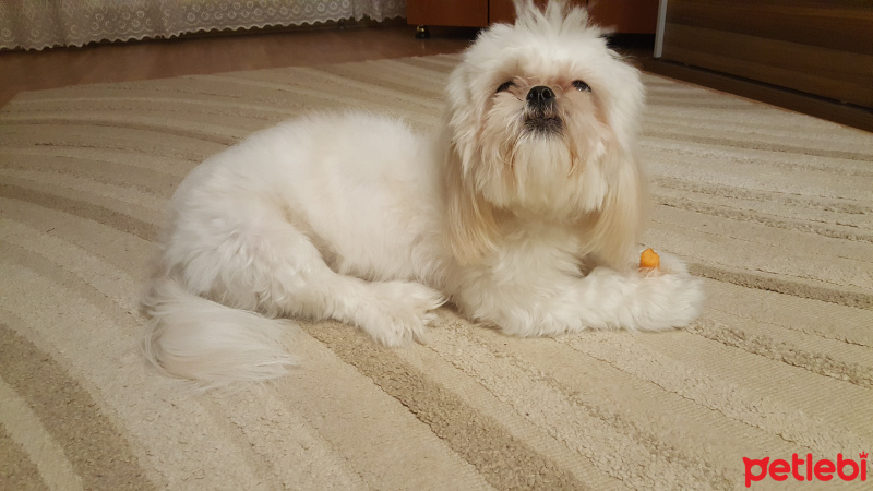 Shih Tzu, Köpek  Tinny fotoğrafı