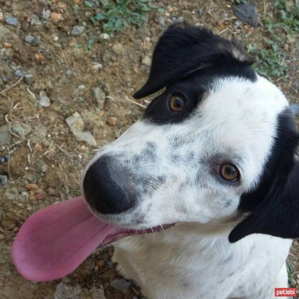 Dalmatian, Köpek  Zeyna fotoğrafı