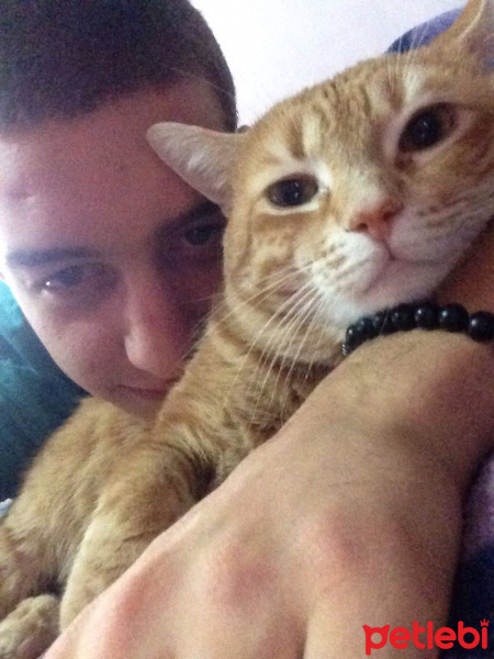 Tekir Kedi, Kedi  Leo fotoğrafı