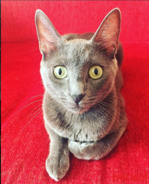 Mavi Rus, Kedi  Luna fotoğrafı
