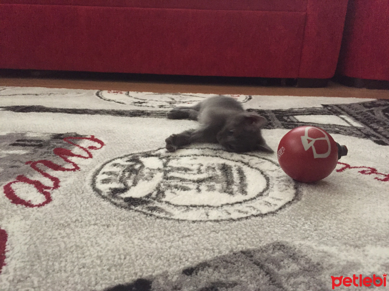 Mavi Rus, Kedi  Luna fotoğrafı