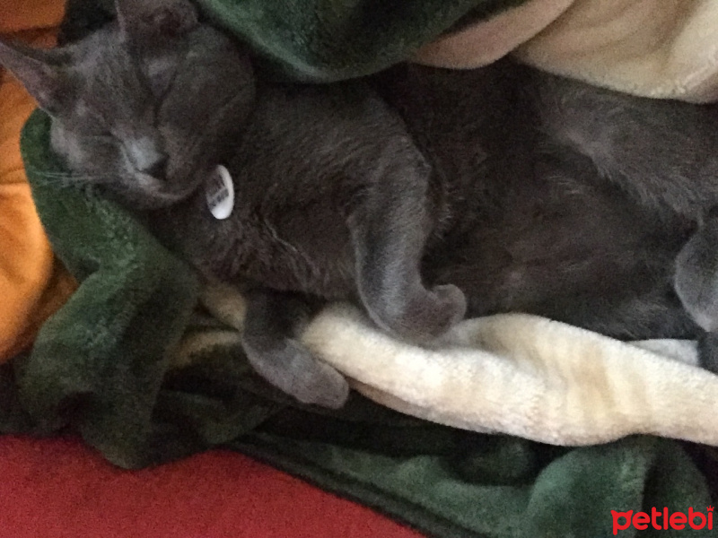 Mavi Rus, Kedi  Luna fotoğrafı