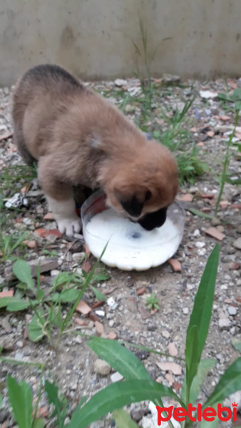 Kangal, Köpek  Dodo fotoğrafı