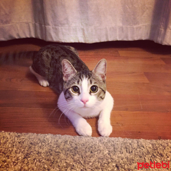 Tekir Kedi, Kedi  Astro fotoğrafı