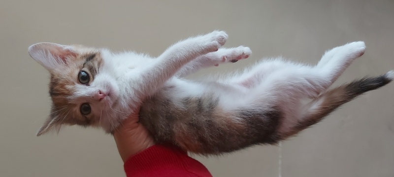 Tekir Kedi, Kedi  Küçük kedi fotoğrafı