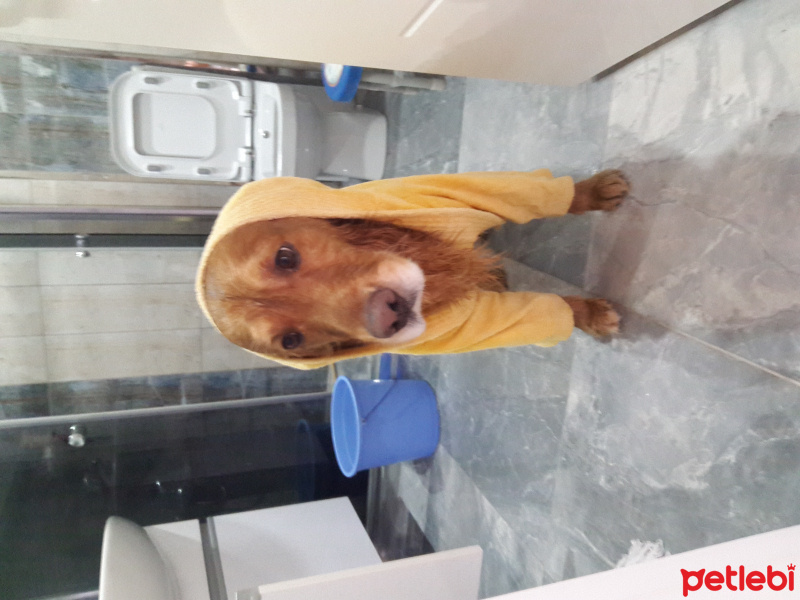 Golden Retriever, Köpek  Paşa fotoğrafı