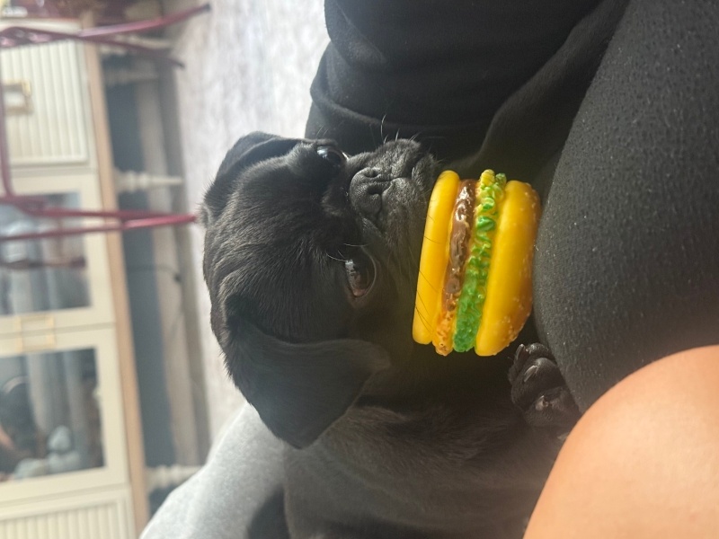 Pug, Köpek  Odin fotoğrafı