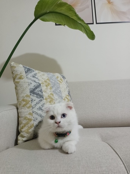 Scottish Fold, Kedi  Müjgan fotoğrafı