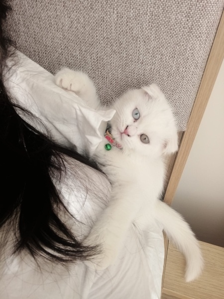 Scottish Fold, Kedi  Müjgan fotoğrafı