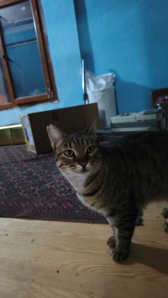 Tekir Kedi, Kedi  Fındık fotoğrafı