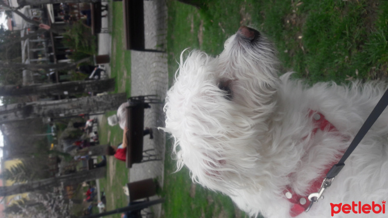 Maltese, Köpek  Waffle fotoğrafı