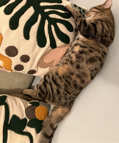 Tekir Kedi, Kedi  Fındık fotoğrafı