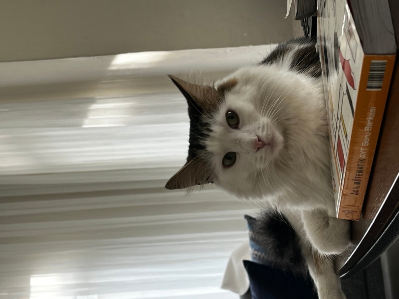 Tekir Kedi, Kedi  piksel fotoğrafı