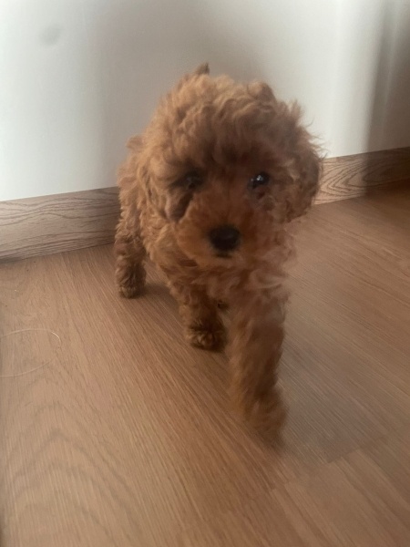 Poodle (Minyatür Kaniş), Köpek  Yogi fotoğrafı