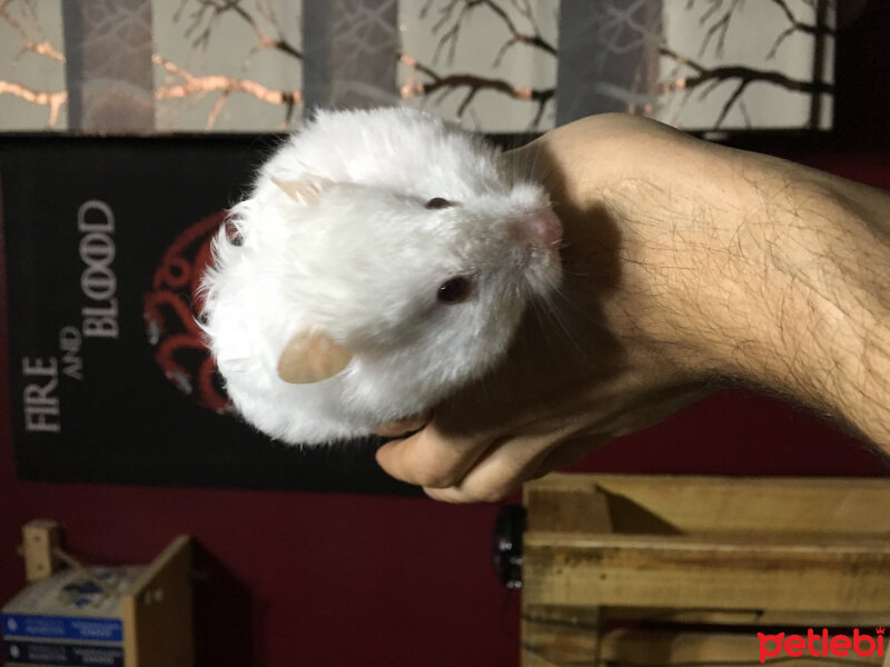 Hamster, Kemirgen  Mert ve sarp fotoğrafı