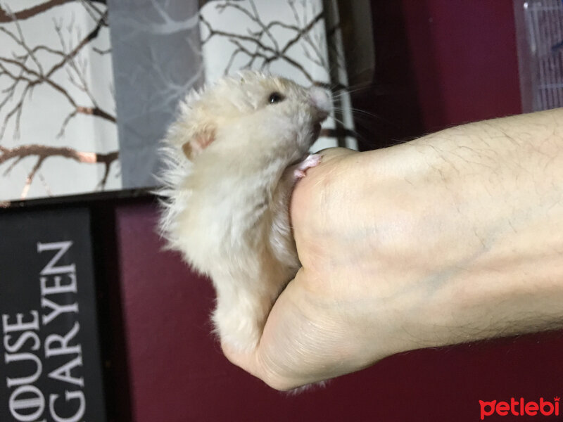 Hamster, Kemirgen  Mert ve sarp fotoğrafı