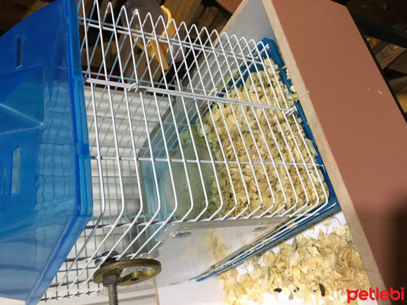 Hamster, Kemirgen  Mert ve sarp fotoğrafı