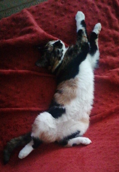 Tekir Kedi, Kedi  KİRAZ fotoğrafı