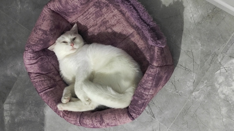 British Shorthair, Kedi  Pamuk fotoğrafı