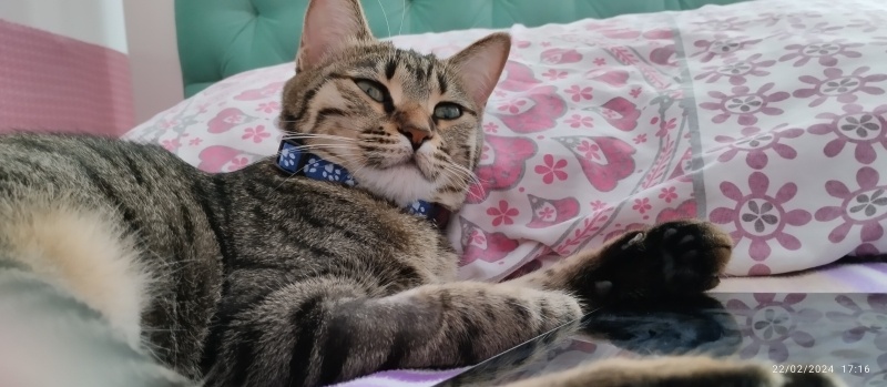 Tekir Kedi, Kedi  Miyu fotoğrafı