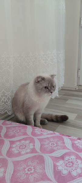 Scottish Fold, Kedi  Pafi fotoğrafı