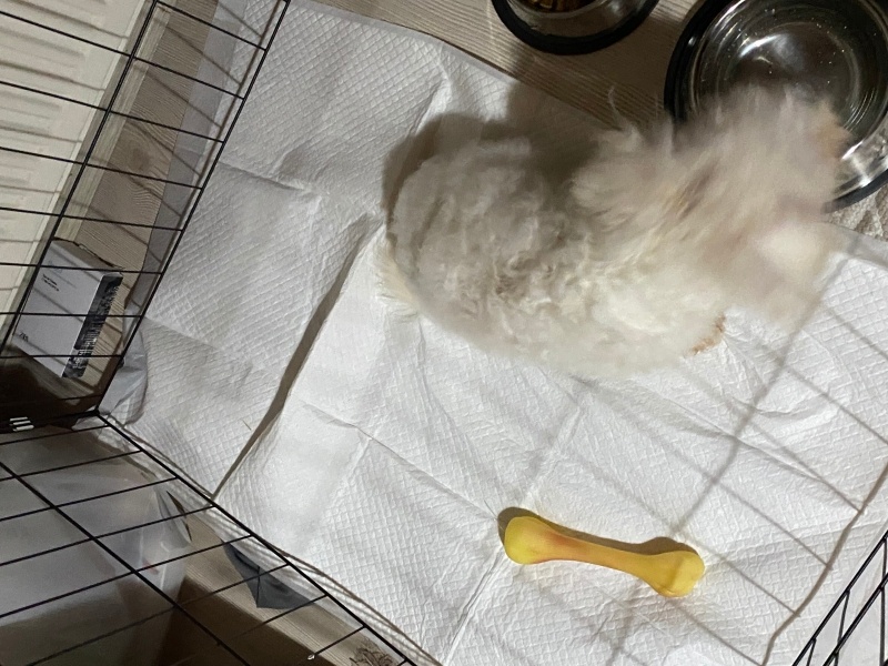 Bichon Frise, Köpek  Çiko fotoğrafı